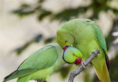 Information About The Gentle And Loyal Indian Ringneck