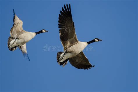 Pair Of Canada Geese Flying In A Blue Sky Stock Photo Image Of