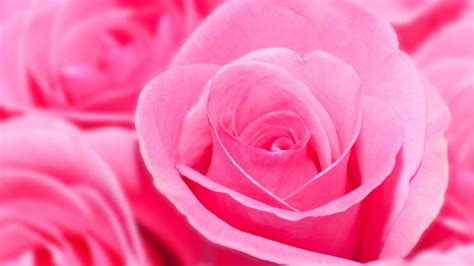 Only the best hd background pictures. Pink Rose HD Wallpapers,