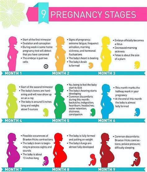 Stages Of Pregnancy Diagram