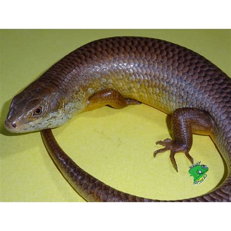 Majors Skink Adult Strictly Reptiles Inc