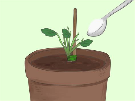 How to grow roses in your garden. 5 Ways to Grow Roses in Containers - wikiHow