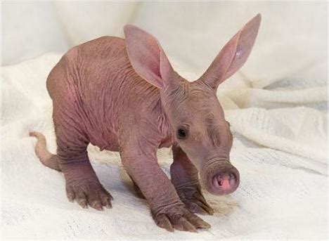 All Albino Animals: Albino Aardvark | Albino antbear | White aardvark.