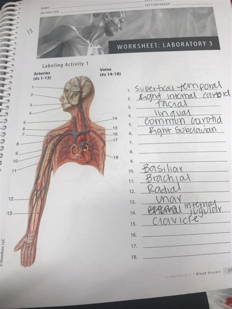 The two major systemic veins, the superior and inferior venae cavae, and the large coronary vein called. Solved: NAME: INSTRUCTOR SECTION/GROUP WORKSHEET: LABORATO... | Chegg.com