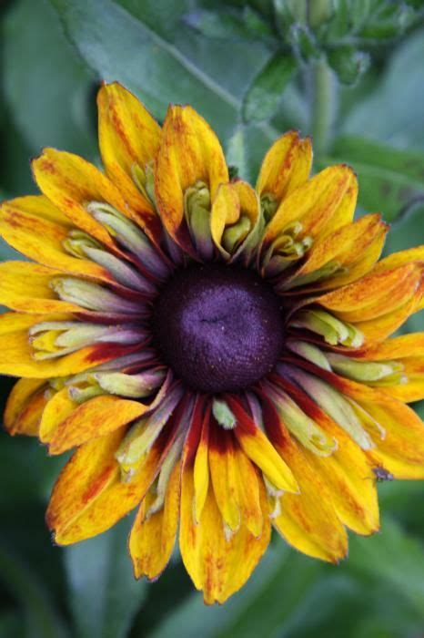 Unique Sunflower Print By Christiane Schulze Art And Photography