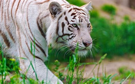 Fotos De Tigres En Hd Imagenes De Pantheras Tigris Fotos E Imágenes