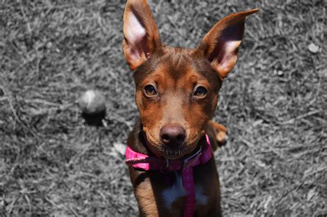 Animal (Muppet) | Modern Dog magazine