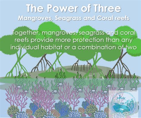 Ccef News The Power Of Three Mangroves Seagrass And Coral Reefs