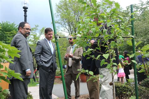 911 Survivor Tree Sapling Planted At The Boston Public Gardens