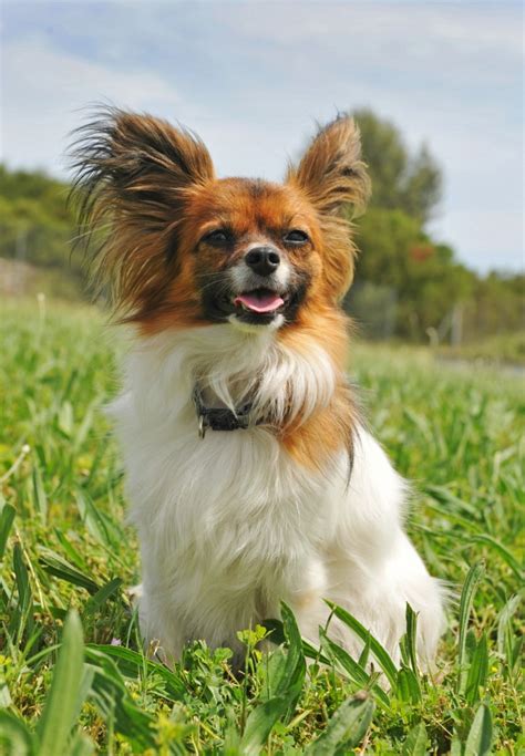 Papillons are also fast learners who have no problem picking up new tricks. Papillon Breed Information and Photos | ThriftyFun
