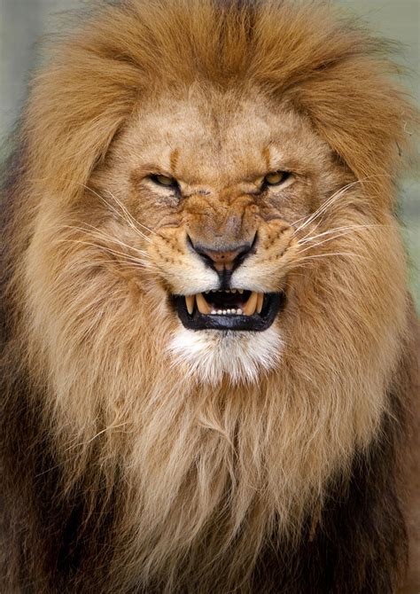 New Wonderful Photos Angry Lion Animals Wild Animals Animals Beautiful