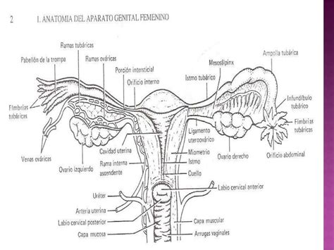 Anatomía Del Aparato Genital Femenino