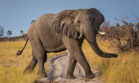 African (Bush) Elephant – The Beast Guide
