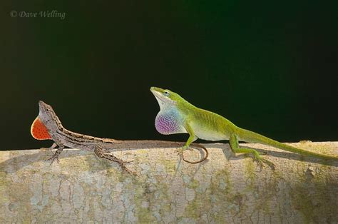 Brown And Green Anoles Dewlap Duetting Anole Annals