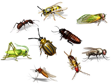 Insects Clipart Creepy Bug Insects Creepy Bug Transpa