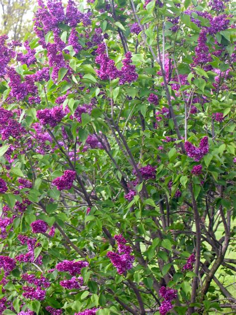 Lilac,lilac bush,bloomerang lilac,bloomerang dark purple,gardencrossings,shrub. Lilac Bush | A deep purple lilac bush in the arboretum ...