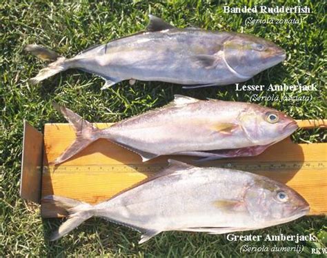 Amberjacks A Complete Guide Of What You Need To Know