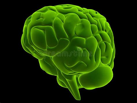 3d Brain Stock Illustration Illustration Of People Biological 4058147