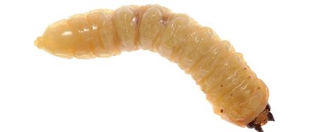 Case Study Maggots Help Heal A Difficult Wound Wound Care Advisor