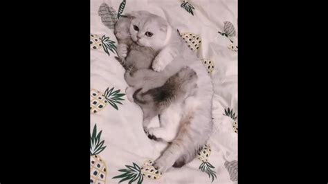 Funny Action Of Cats And Kittens Compilation Videos 2020 Laugh Head