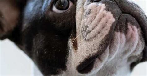 10 Dumbest Dog Breeds Why Theyre Not As Smart As You Think Newsbreak