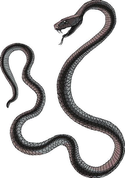Dendroaspis polylepis, black mamba, mamba snake, eastern green mamba, black mamba facts, black black mamba is by far the largest venomous snake in africa. Royalty Free Black Mamba Clip Art, Vector Images ...