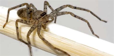 Here Is How Much Of A Threat The Brown Recluse Spider Poses In