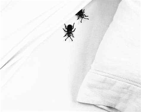 What is the lifespan of a weevil? 19 Teal Bedroom Ideas that Appeal to All Tastes - Homenish