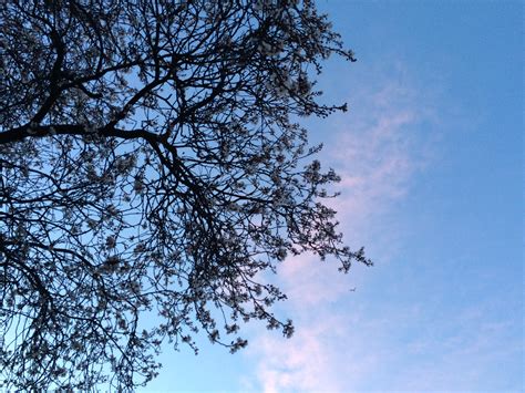 Free Images Tree Nature Branch Cloud Sky Sunlight Leaf Flower