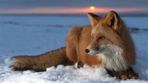 Orange Fox Fox Animals Snow Hd Wallpaper Wallpaper Flare