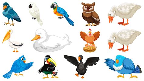 Set Of Different Birds Cartoon Style Isolated On White Background