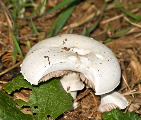 White Wild Mushroom Stock Photo Image Of Textures Wild 6935358