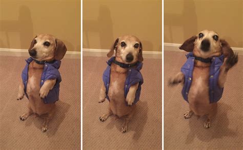 Chubby Dachshund Is Too Big To Button Parka