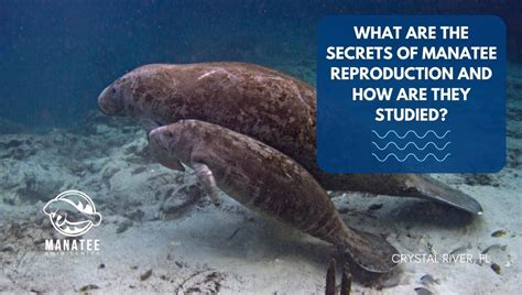 The Secrets Of Manatee Reproduction And How They Are Studied