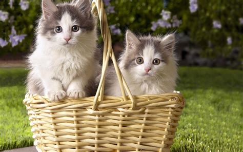 Kittens In Basket Wallpapers High Quality Download Free