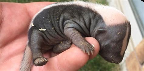 What Do Baby Skunks Look Like