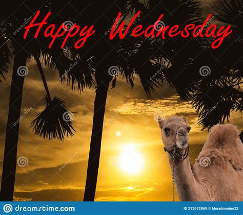 Design Of Happy Wednesday The Hump Day Stock Image Image Of