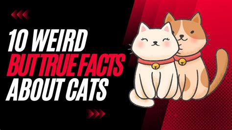 Unbelievable 10 Facts About Cats You Wont Believe Are True Youtube