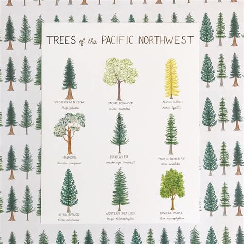 Pacific Northwest Trees Art Print Washington State Art Etsy