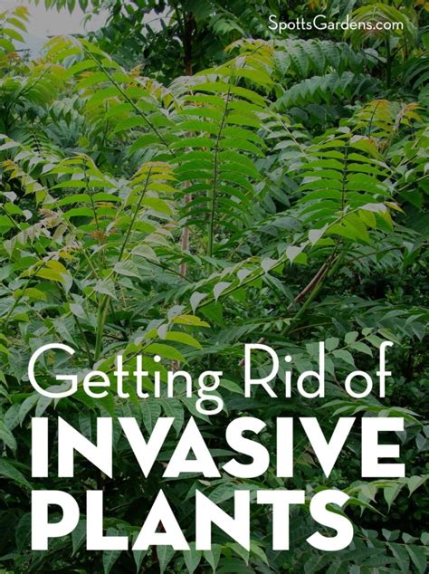 Getting Rid Of Invasive Plants Spotts Garden Service