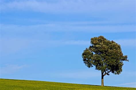 Tree On A Hill Tree Color Of Life Great Photos