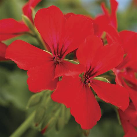 Caliente Deep Red Geranium Plants For Sale Growjoy Inc