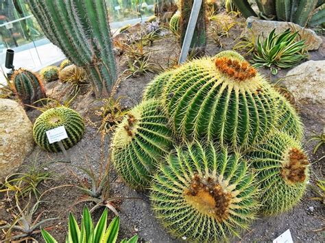 The desert cactus is a type of plant found growing in deserts across the world including the sahara, gobi, mojave, kalahari, arabian, great victoria and chihuanhuan. The J Babies: Gardens By The Bay: Sun Pavilion