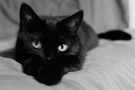 Black kitten photos and images. 25+ Most Awesome Black American Shorthair Cat Pictures And ...
