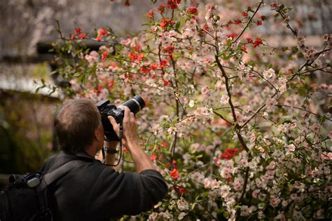 Jeffrey Friedls Blog Subtle Pastel Blossoms At Kyotos Haradanien Garden