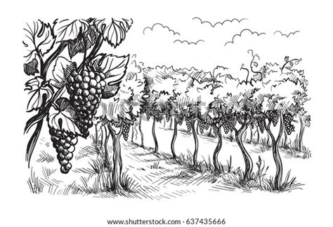 Rows Vineyard Grape Plants Graphic Style Stock Vector Royalty Free