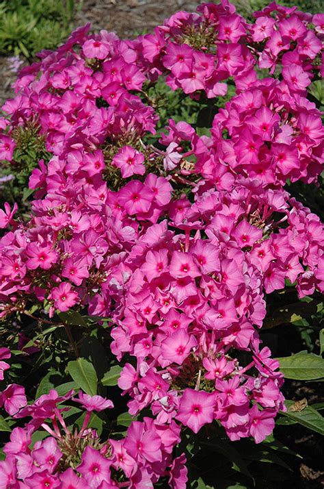 Flame Pink Garden Phlox Phlox Paniculata Pink Flame In Inver Grove