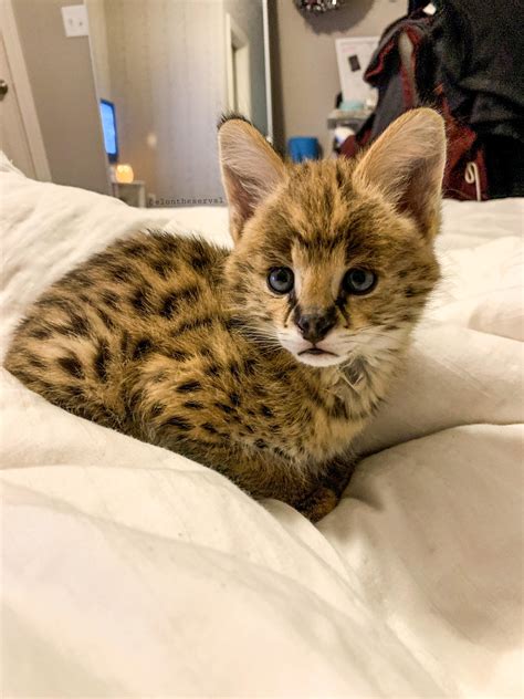 Serval Kitten Rcats