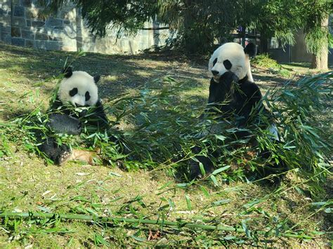 Smithsonian 222 Asia Trail Giant Pandas Mei Xiang And Baby Xiao Qi