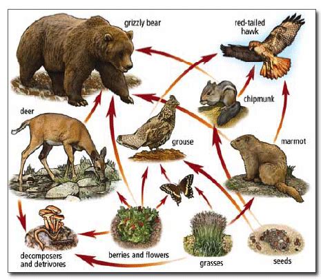 Detritus food chain includes sub soil species that can be macroscopic or microscopic in nature. Food Webs!
